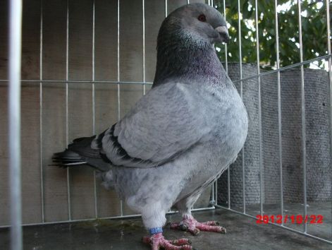 1-0 1530 2012 AFRAPT