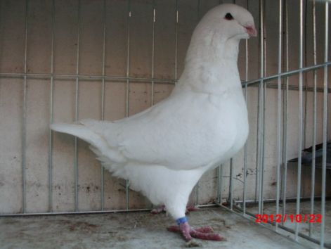 1-0 1588 2012 PRETEN AFRAPT - ARHIVA   AMERICANI   VINDUTI