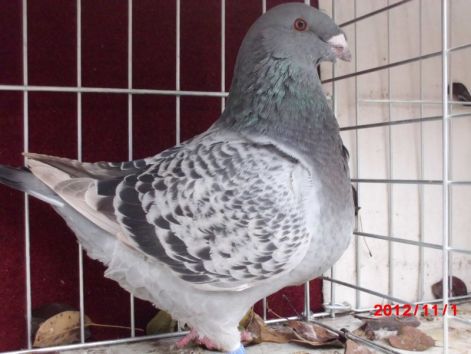 1-0   12   1563 SM  ISZTVAN