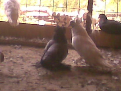 imag010