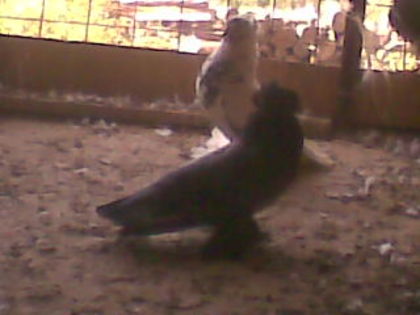 imag011