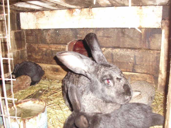 acceiasi femela negru fier - poze noi iepuri 2013