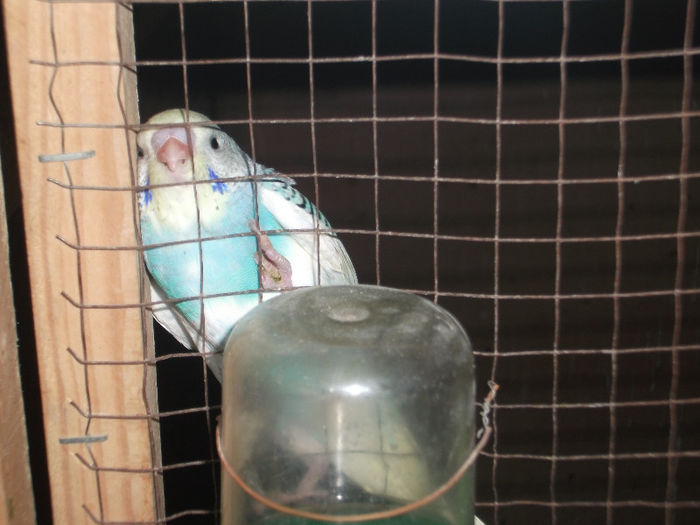 Picture 808 - papagali perusi