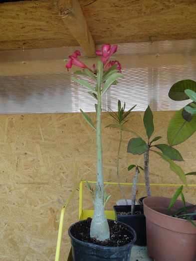 DSC00651 - Adenium