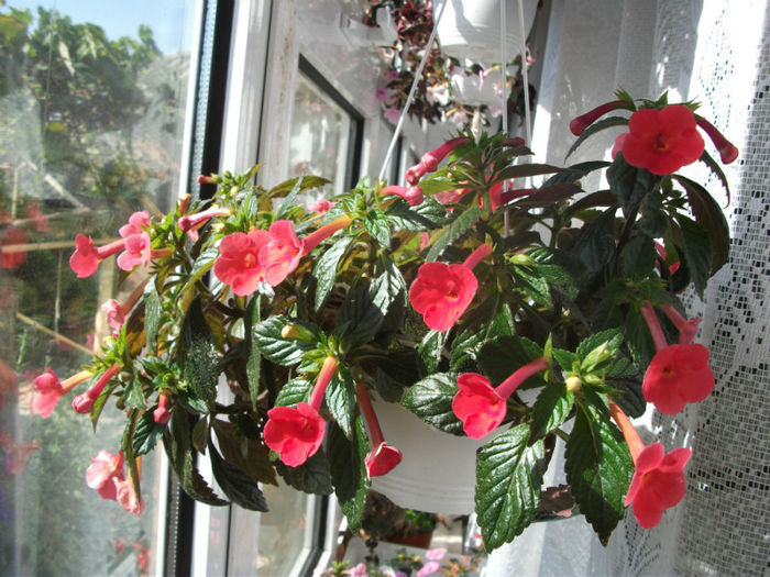 016 - Achimenes  2012