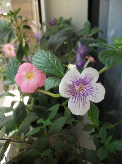 020 - Achimenes  2012