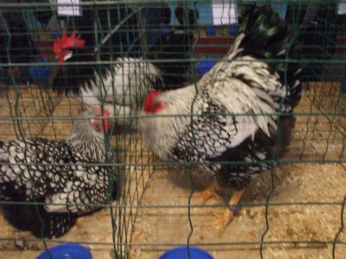 DSCF6331 - V expo Sibiu 2013