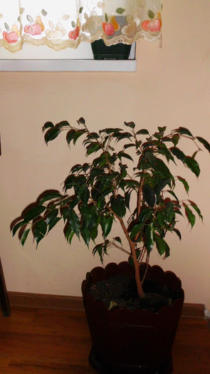 ficus benjaminaDanielle,frunze verde inchis - ficusii mei dragi