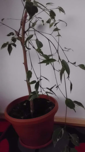 ficus benjamina De Gantel, panasuri elegante - ficusii mei dragi