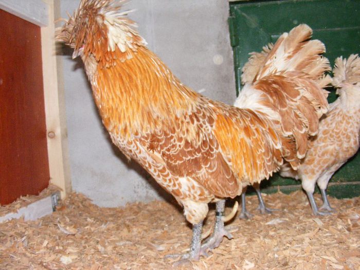 DSCF8544 - paduana chamois 2013