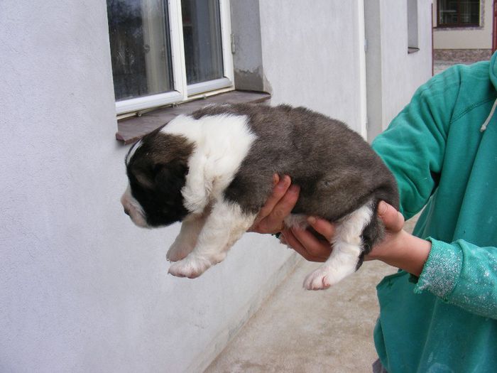 DSCF8637 - Kira si puiul