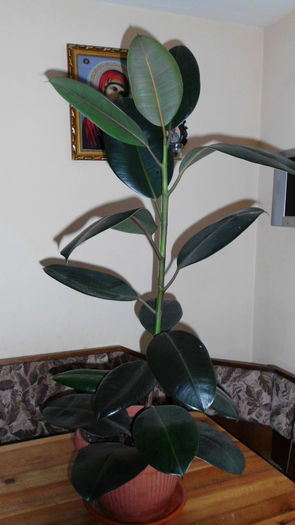 ficus elastica verde rosiatic - ficusii mei dragi