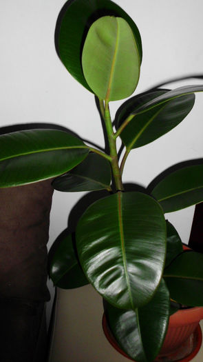 ficus elastica  cu frunze ovale verde crud