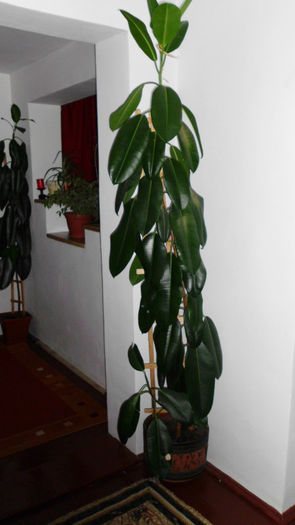 ficus... - ficusii mei dragi