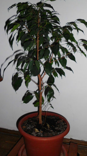 ficus benjaminaDanielle2,frunze verde inchis