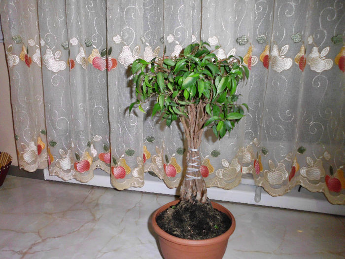 ficus benjamina Natacha pitic, viitor bonsai  bonsai - ficusii mei dragi