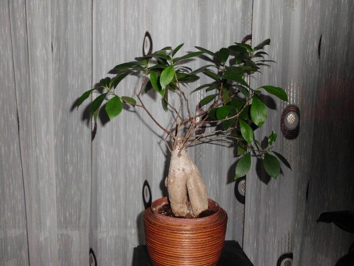 ficus Nitidus, devenit bonsai - ficusii mei dragi
