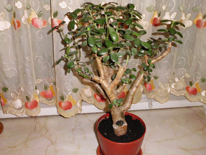 DSCI0571 - Bonsai