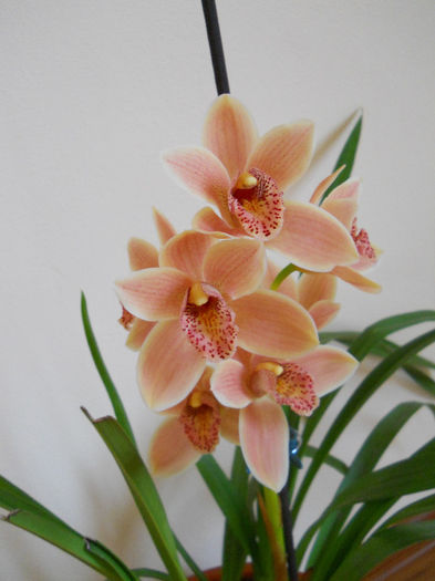 DSCN0851 - cymbidium