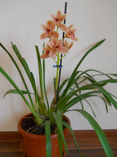 DSCN0853 - cymbidium