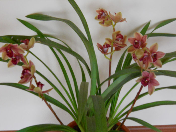 DSCN0858 - cymbidium