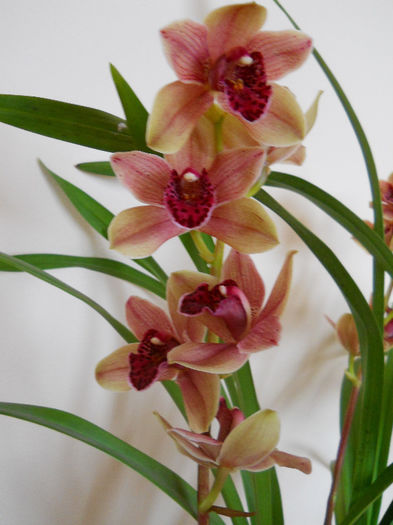 DSCN0863 - cymbidium