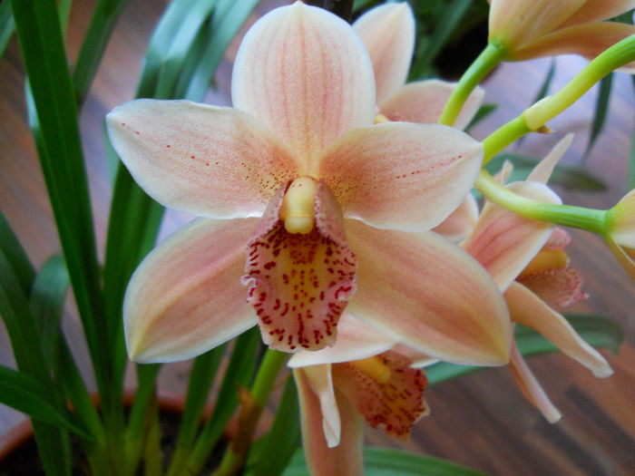 DSCN0869 - cymbidium
