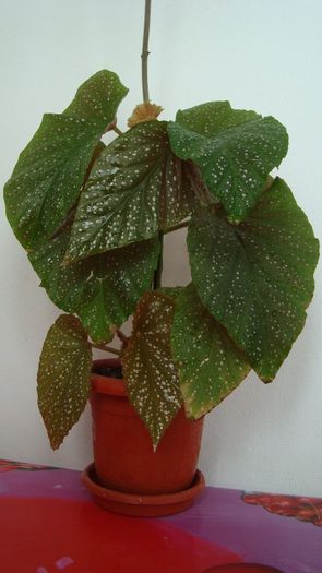 Begonia Corallina de Lucerna - Plante de interior