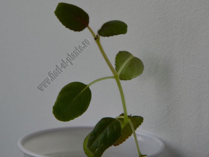 Sinningia Carangola - GLOXINIA _ SINNINGIA__NEWS 2013