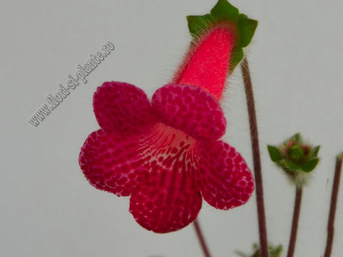 Kohleria Imensa