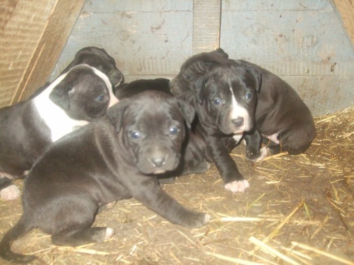 seria II  10 ian 2013 - amstaff