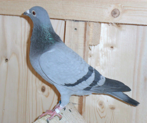 F cuplu 5-v.d.Wegen; DV-04455-10-726 stranepoata, NL-88-2966244 Doffertje, v.d.Wegen.
