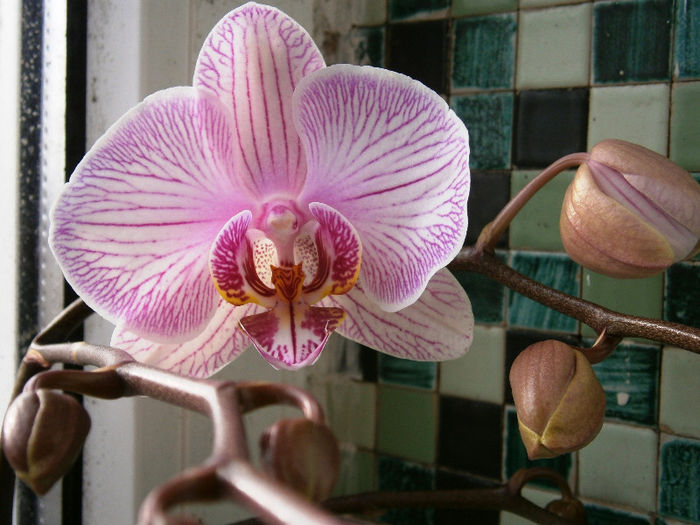 P2110004 - Reinfloriri orhidee 2013