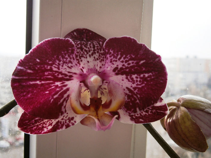 P2110006 - Reinfloriri orhidee 2013