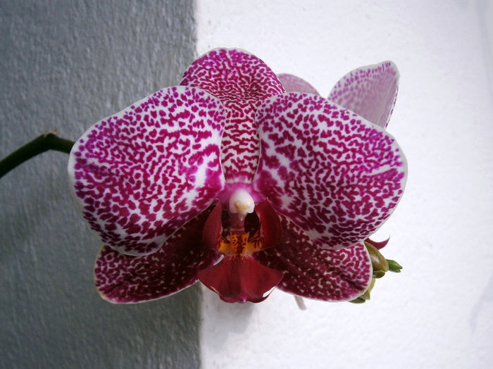 P2110007 - Reinfloriri orhidee 2013
