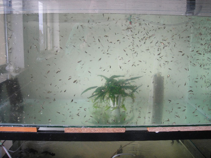 Picture 039; carasi negri telescope puiet
