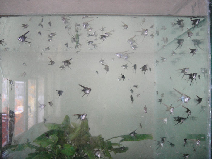 Picture 009 - pesti crescatorie 2013