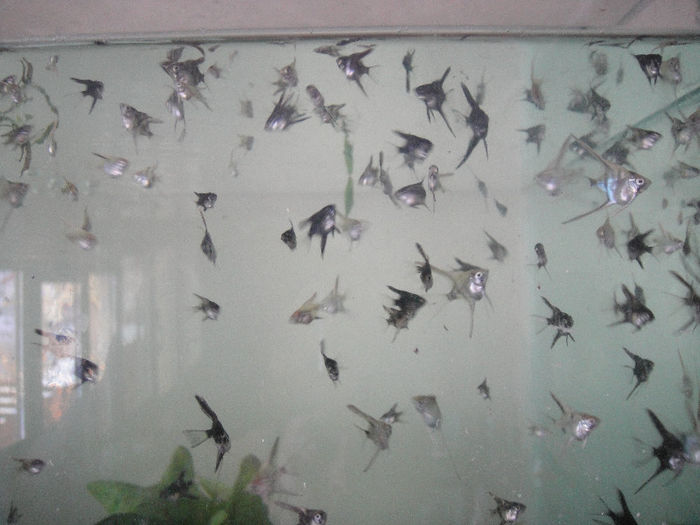 Picture 016 - pesti crescatorie 2013