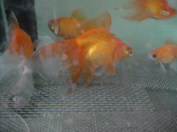 Picture 018 - pesti crescatorie 2013