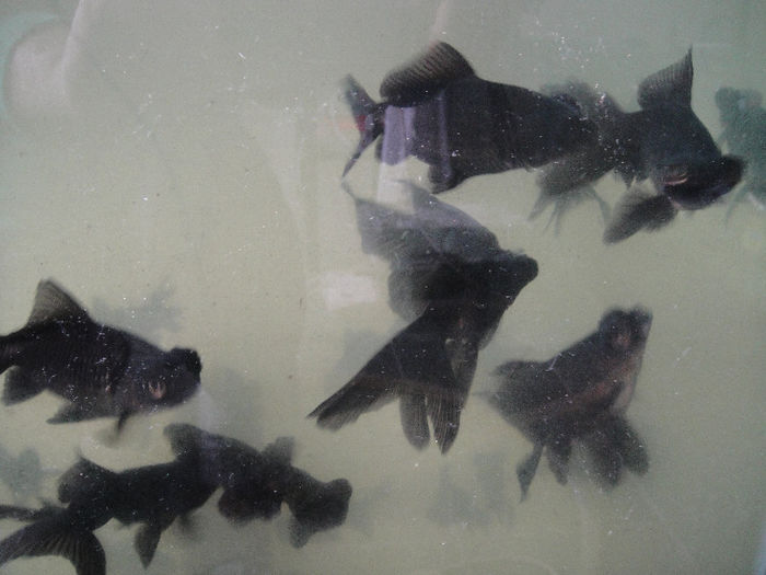 Picture 029; viitori reproducatori caras ochi telescopiciu
