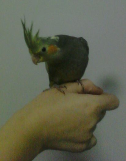 61 - Ponta - Toamna 2012