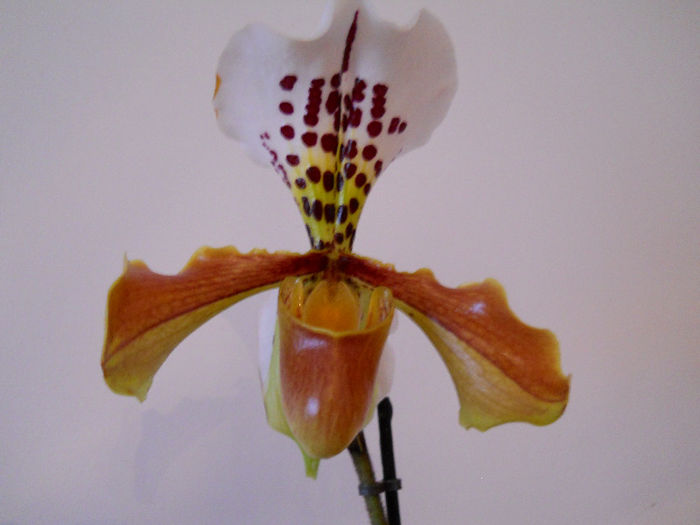 DSCN0879 - paphiopedilum