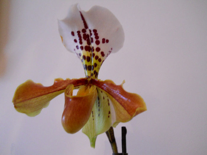 DSCN0884 - paphiopedilum