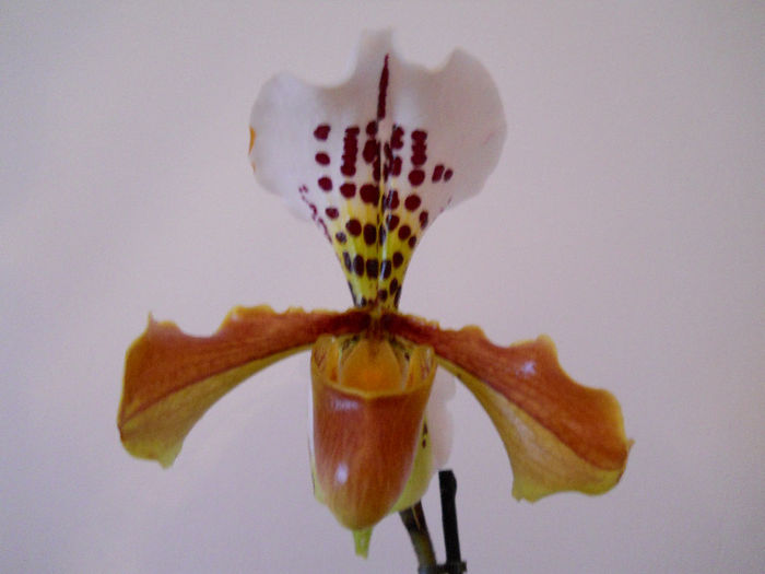 DSCN0889 - paphiopedilum