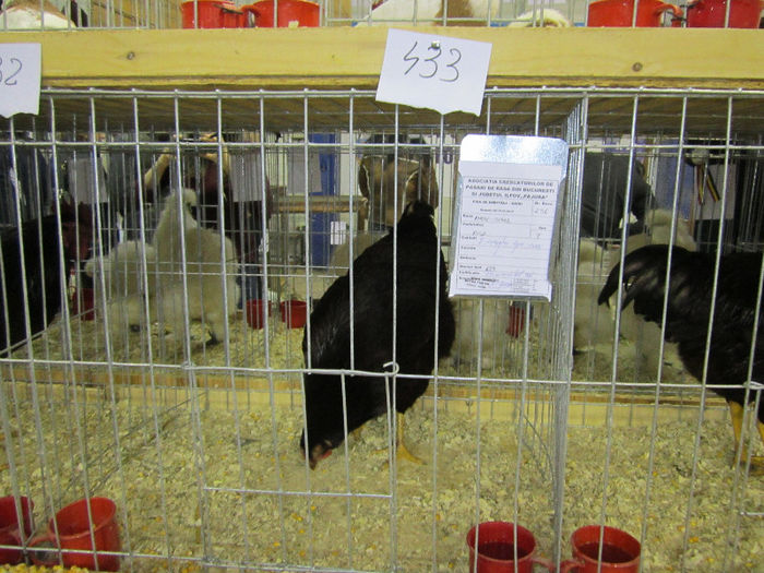 Picture 059 - expo otopeni 2013