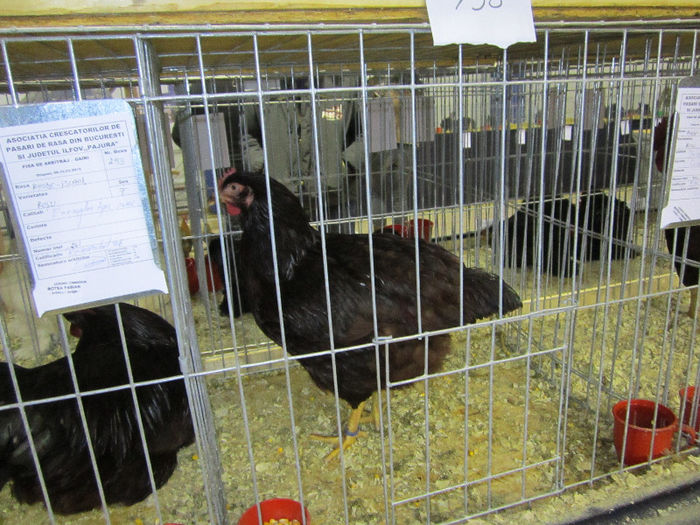 Picture 060 - expo otopeni 2013