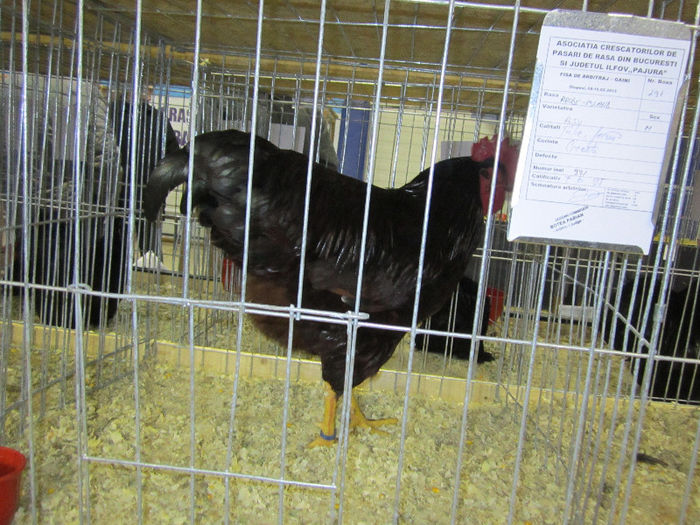 Picture 061 - expo otopeni 2013