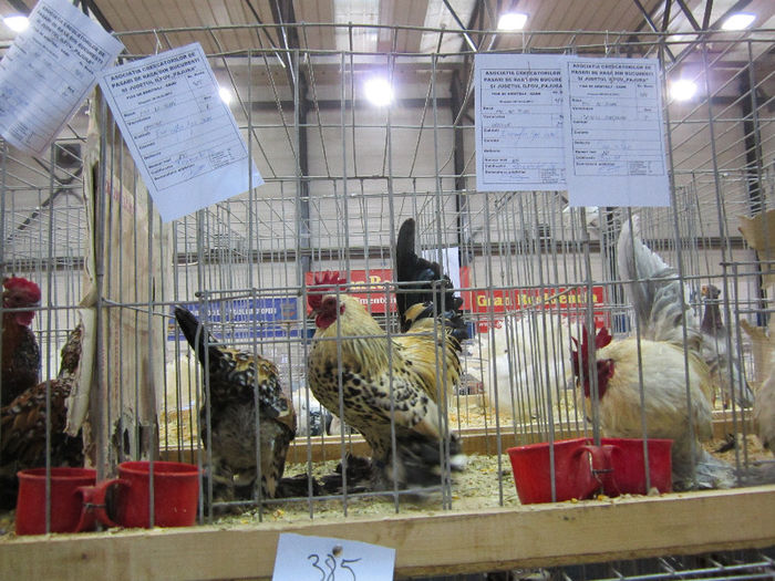 Picture 075 - expo otopeni 2013