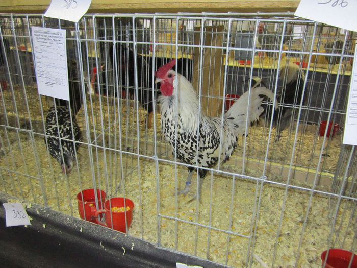 Picture 076 - expo otopeni 2013