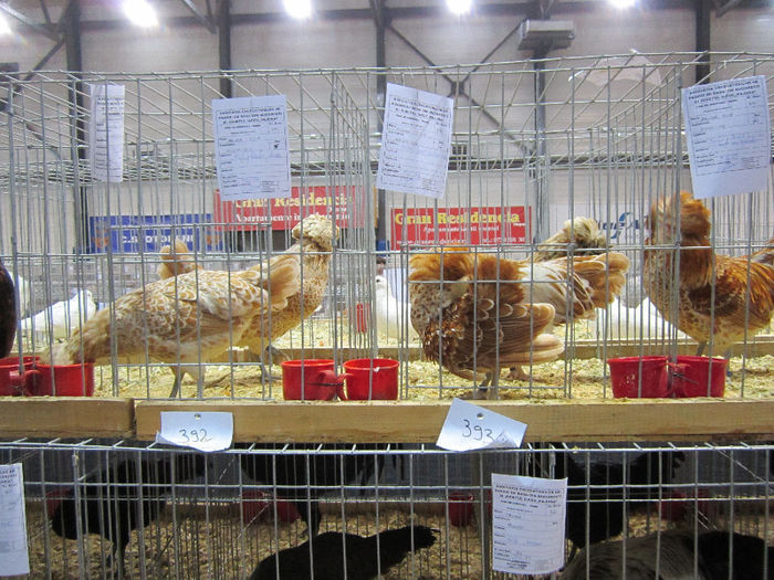 Picture 077 - expo otopeni 2013